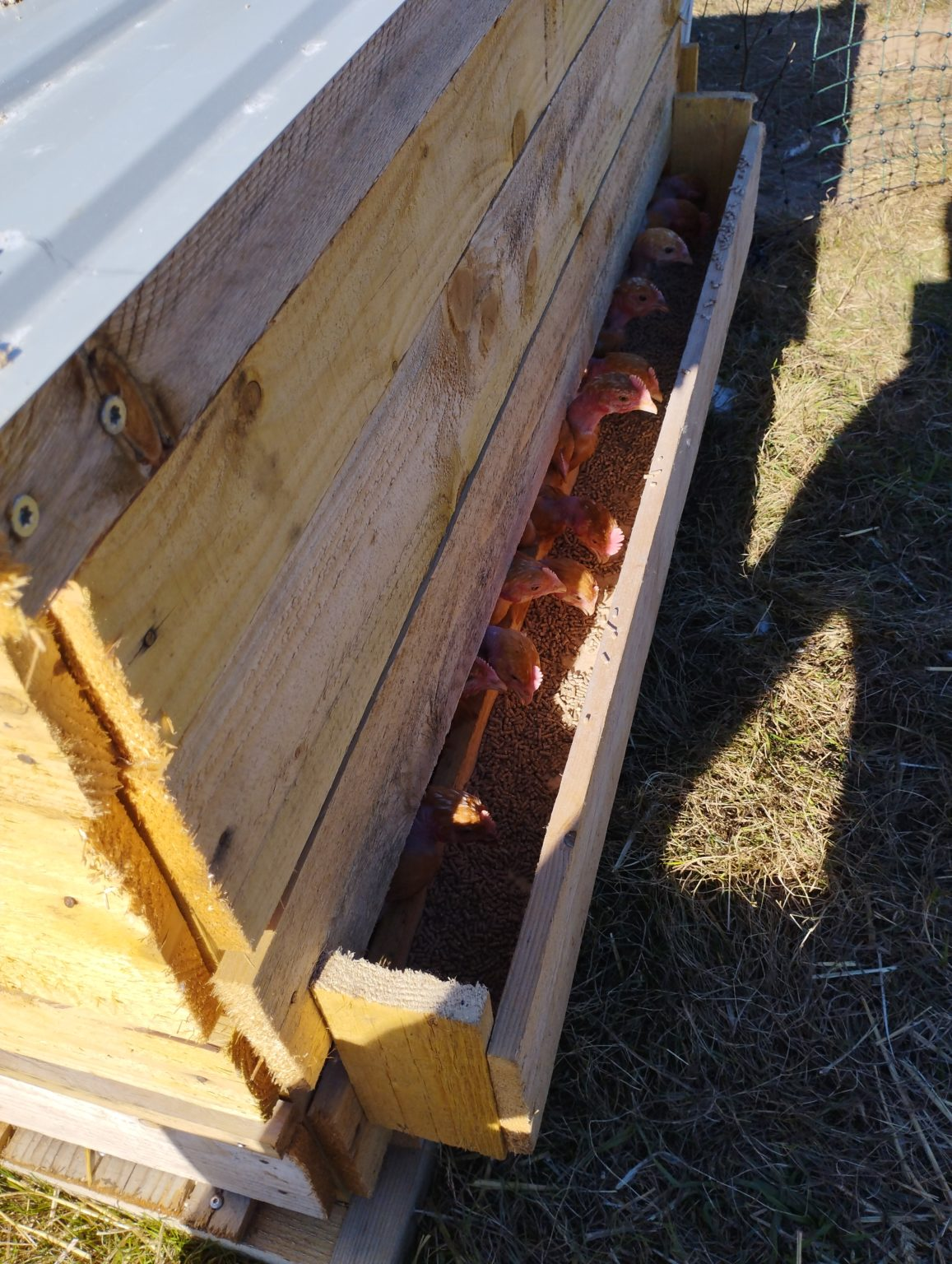 LA P'TITE FERME EN DONZY – Volailles & œufs